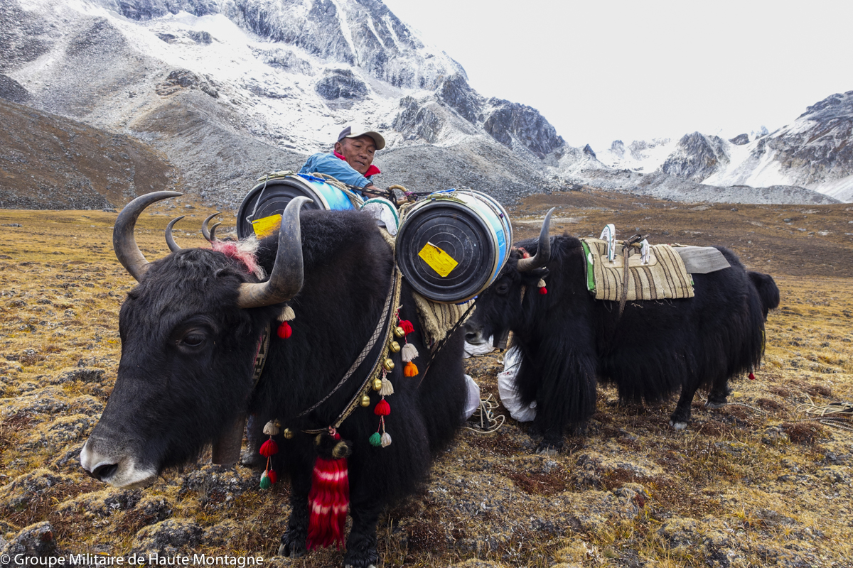 Déchargement des yaks au camp de base