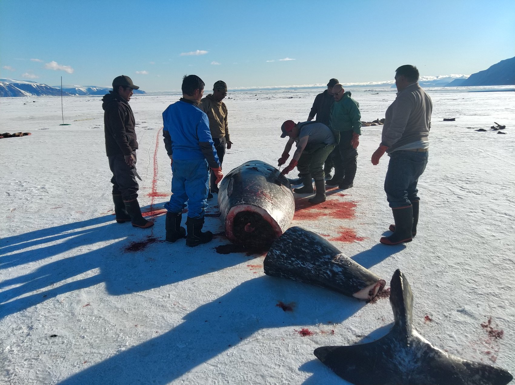 chasse_au_narval_sur_le_front_de_mer_au_large_de_qaanaaq-_prelevement_insignifiant.jpg